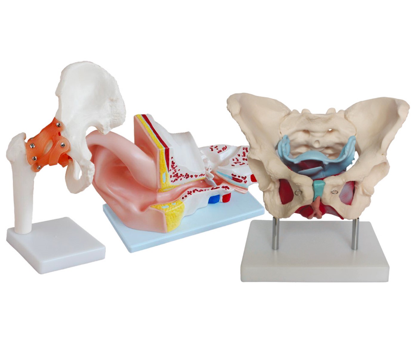 Anatomical Models