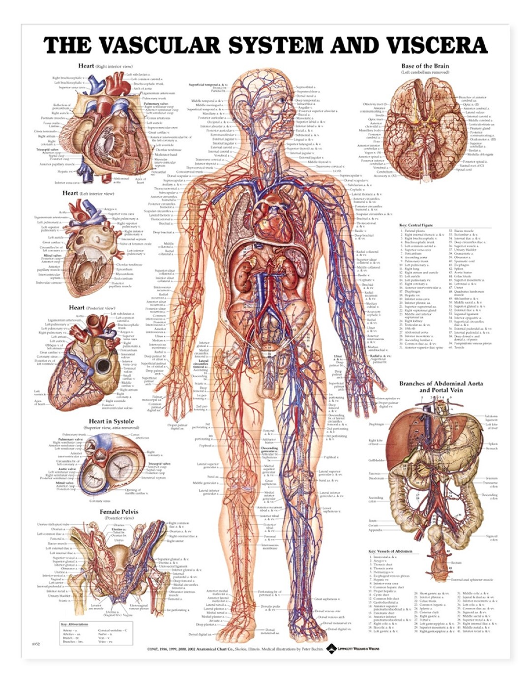 Anatomical Charts