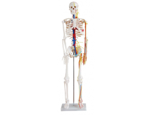 BODYLINE LIFE SIZE SKELETON / 85cm TALL WITH NERVES & BLOOD VESSELS