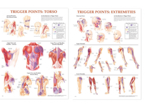 BODYLINE TRIGGER POINT CHARTS - LAMINATED - SET OF 2