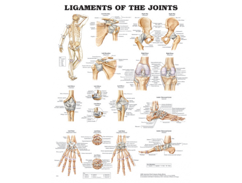 BODYLINE LIGAMENTS OF THE JOINTS CHART - LAMINATED