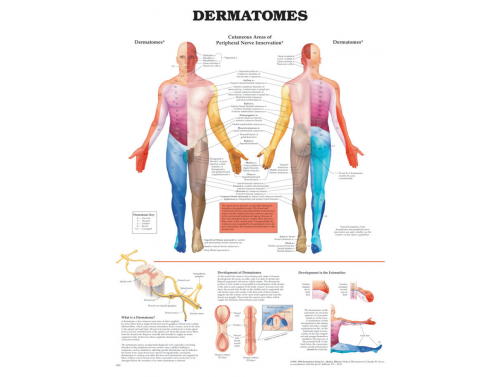 BODYLINE DERMATOMES CHART - LAMINATED