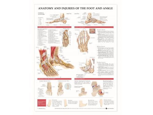 BODYLINE ANATOMY INJURIES OF THE FOOT AND ANKLE CHART