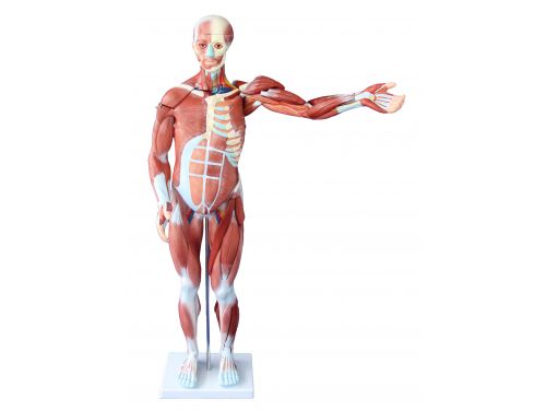 BODYLINE 80CM HUMAN MUSCLES MODEL / MALE (INCLUDES 27 PARTS)