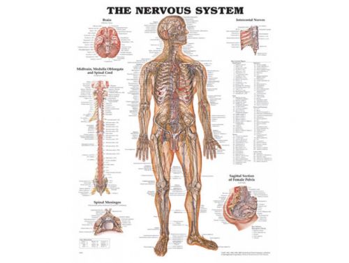 BODYLINE NERVOUS SYSTEM CHART - LAMINATED