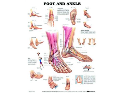 BODYLINE FOOT & ANKLE CHART 