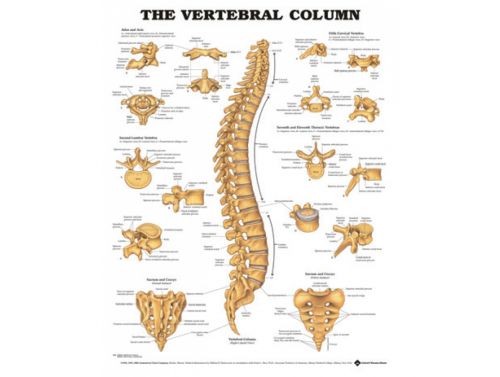 BODYLINE VERTEBRAL COLUMN - LAMINATED