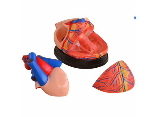 BODYLINE ORGAN MODELS - HEART
