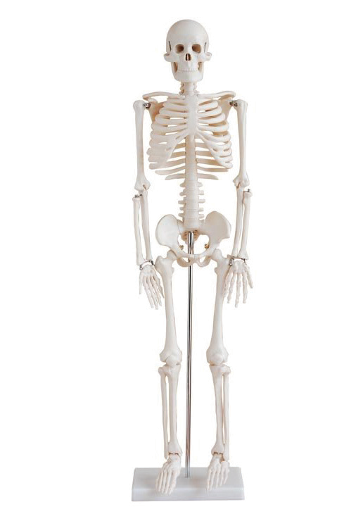 BODYLINE LIFE-SIZE SKELETON MODELS photo