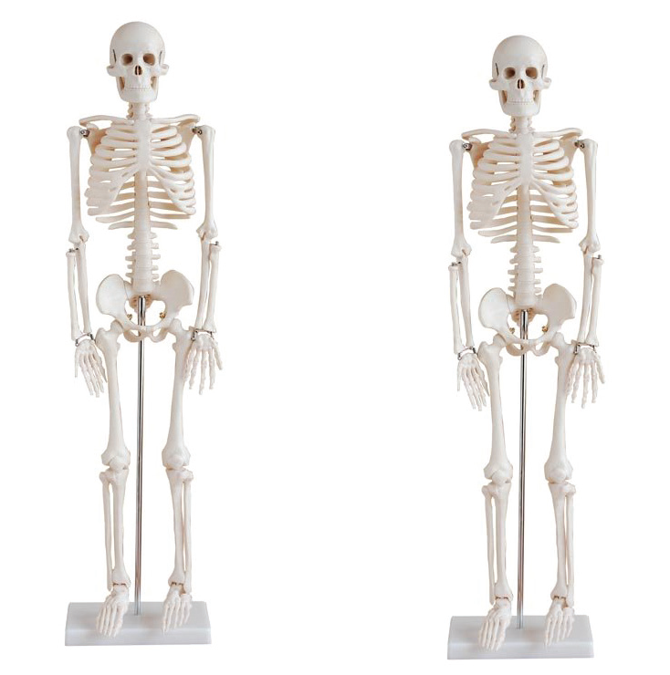 BODYLINE LIFE-SIZE SKELETON MODELS photo