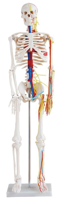 BODYLINE LIFE SIZE SKELETON / 85cm TALL WITH NERVES & BLOOD VESSELS photo