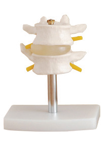 BODYLINE LUMBAR VERTEBRAE MODEL photo