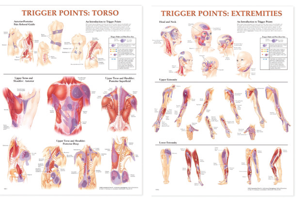 BODYLINE TRIGGER POINT CHARTS - LAMINATED - SET OF 2 photo