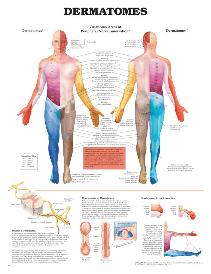 BODYLINE DERMATOMES CHART - LAMINATED photo