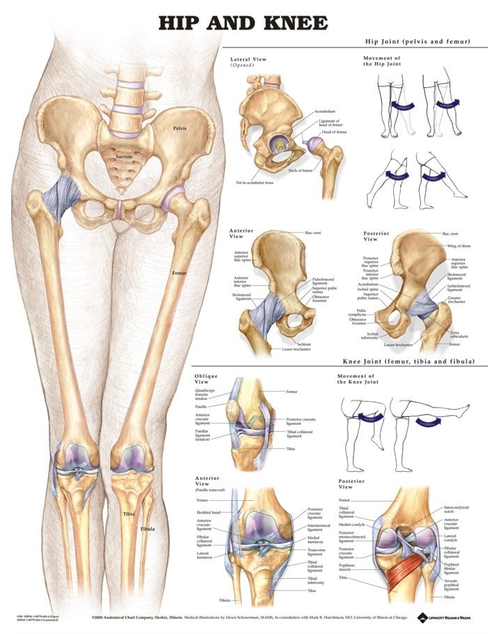 BODYLINE HIP AND KNEE CHART - LAMINATED photo