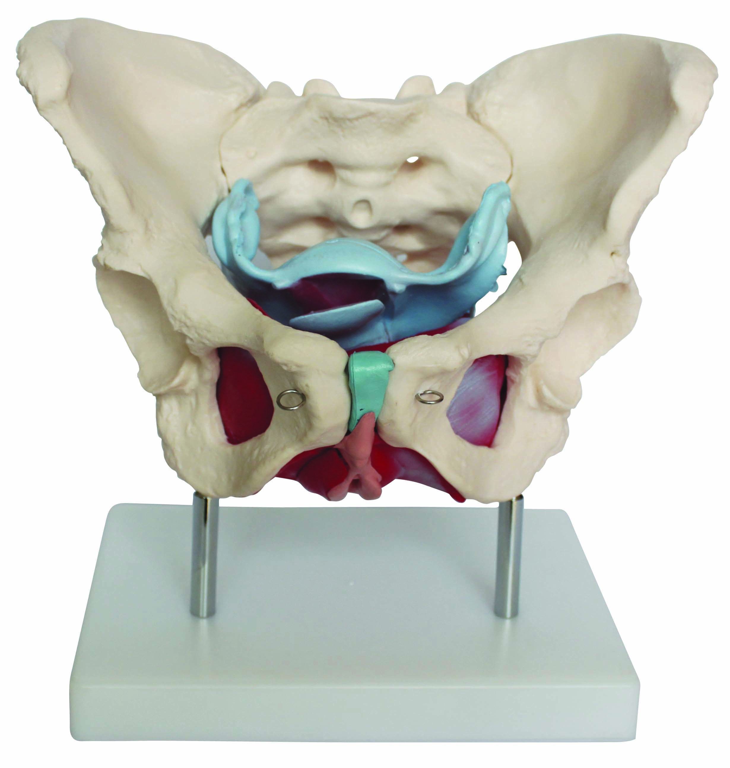 BODYLINE FEMALE PELVIC FLOOR MODEL (INCLUDING MUSCLES & ORGANS) photo