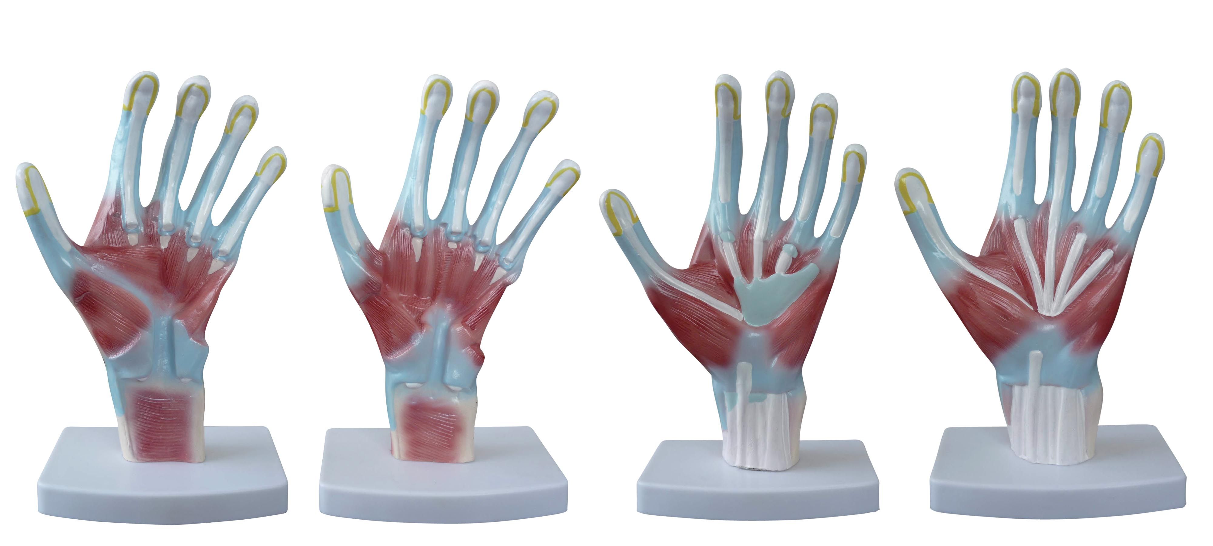 BODYLINE PALM ANATOMY MODEL photo