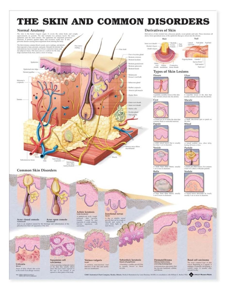 BODYLINE SKIN CHART photo