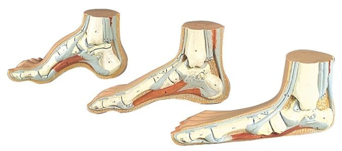 BODYLINE LIFE SIZE ANATOMICAL MODELS FOR HUMAN FOOT photo