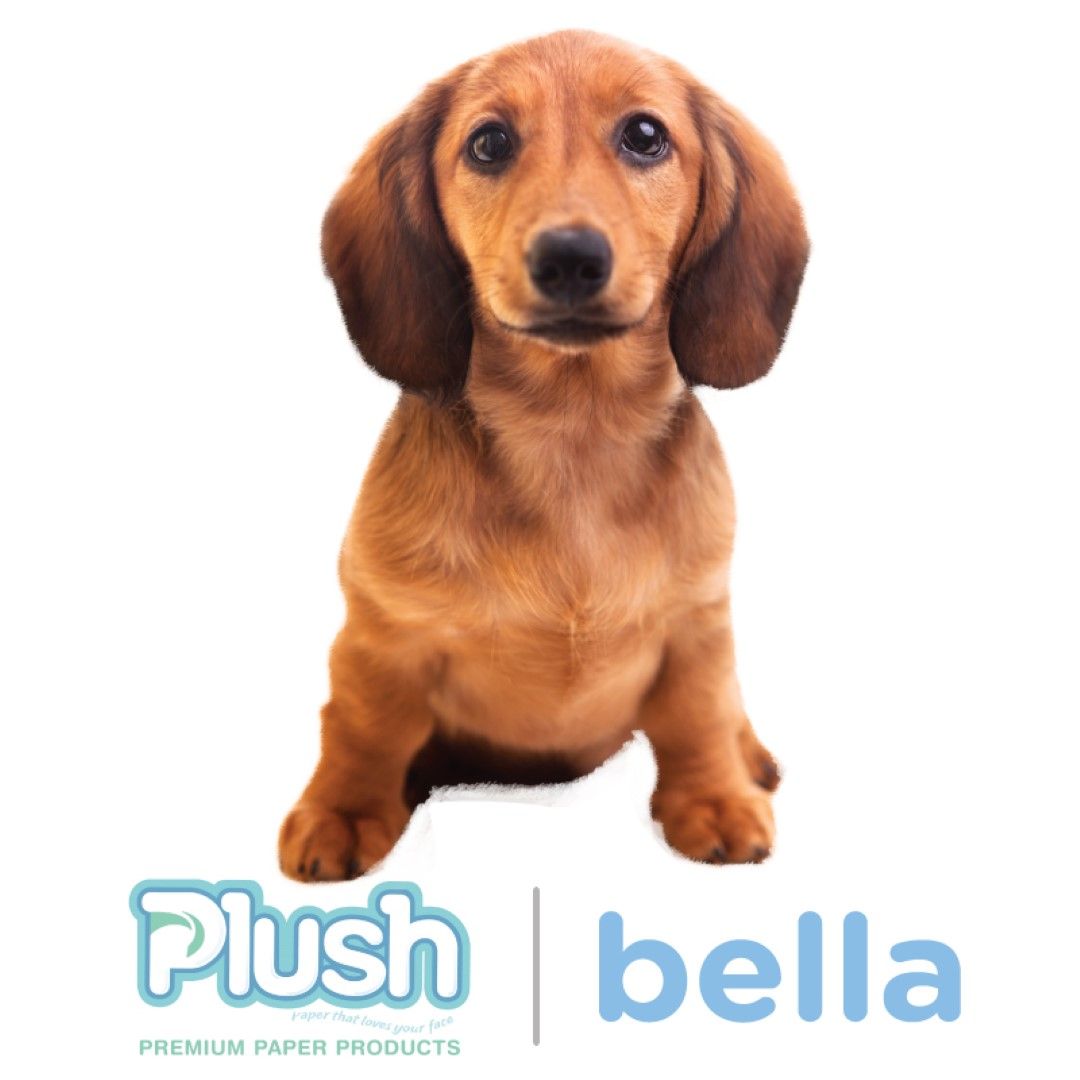 PLUSH PAPER / BELLA FACE PADS / PACK OF 1000 photo