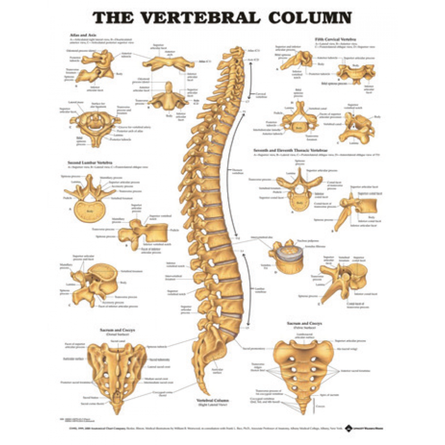 BODYLINE VERTEBRAL COLUMN - LAMINATED photo