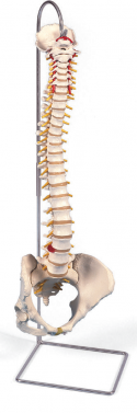 BODYLINE LIFE SIZE VERTEBRAL COLUMN WITH PELVIS