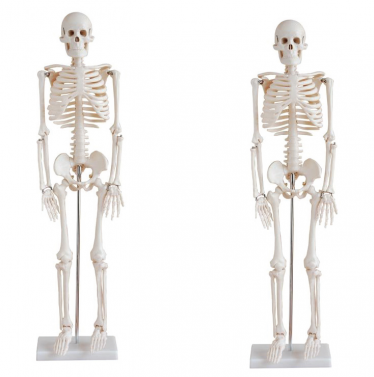 BODYLINE LIFE-SIZE SKELETON MODELS