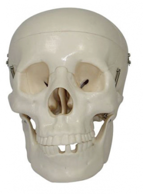 BODYLINE LIFE-SIZE SKULL