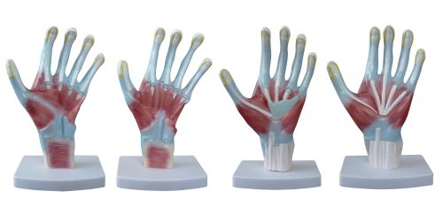 BODYLINE PALM ANATOMY MODEL