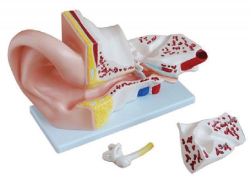 BODYLINE ORGAN MODELS - EAR