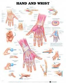 BODYLINE HAND & WRIST CHARTS - LAMINATED