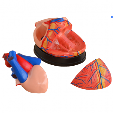 BODYLINE ORGAN MODELS - HEART
