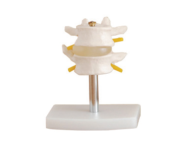 BODYLINE LUMBAR VERTEBRAE MODEL