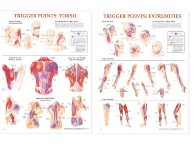 BODYLINE TRIGGER POINT CHARTS - LAMINATED - SET OF 2