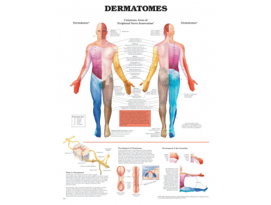 BODYLINE DERMATOMES CHART - LAMINATED