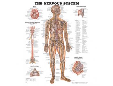 BODYLINE NERVOUS SYSTEM CHART - LAMINATED
