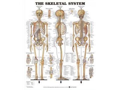 BODYLINE SKELETAL SYSTEM CHART