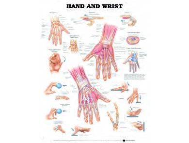 BODYLINE HAND & WRIST CHARTS - LAMINATED