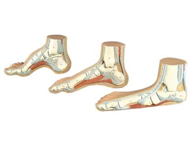 BODYLINE LIFE SIZE ANATOMICAL MODELS FOR HUMAN FOOT