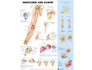 BODYLINE SHOULDER & ELBOW CHART - LAMINATED